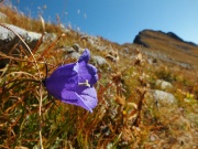 46 Campanula con vista in Pizzo Zerna